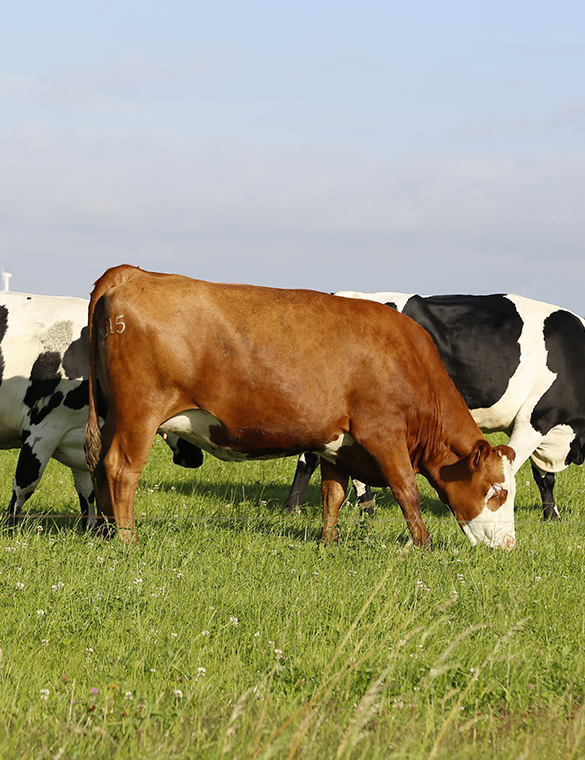Animal Health